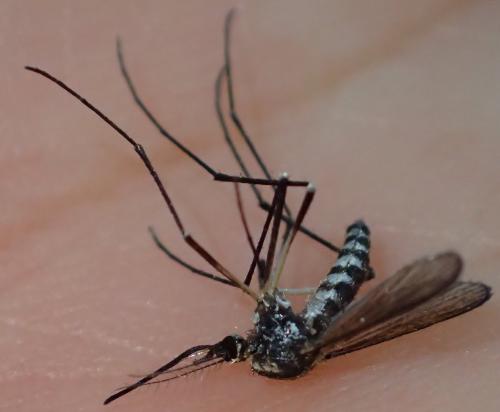 Réf. 334 675 : Aedes geniculatus